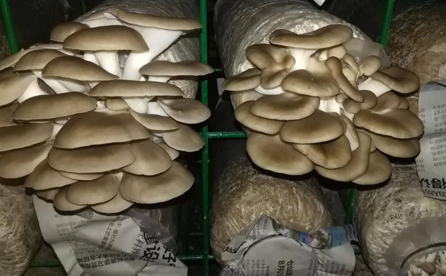 蘑菇养殖网案例